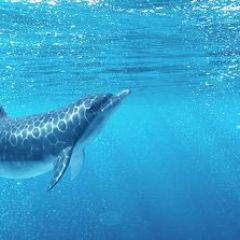 Кухонный фартук Фауна 053 Дельфины МДФ матовый (3000) Fauna в Губахе - gubaha.mebel24.online | фото