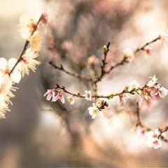 Кухонный фартук Цветы 317 МДФ матовый (3000) Flowers в Губахе - gubaha.mebel24.online | фото